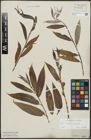 Foto von Salix alba L. x Salix fragilis L.